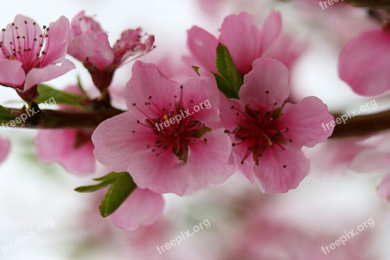 Flowers Pink Casey Tree Spring