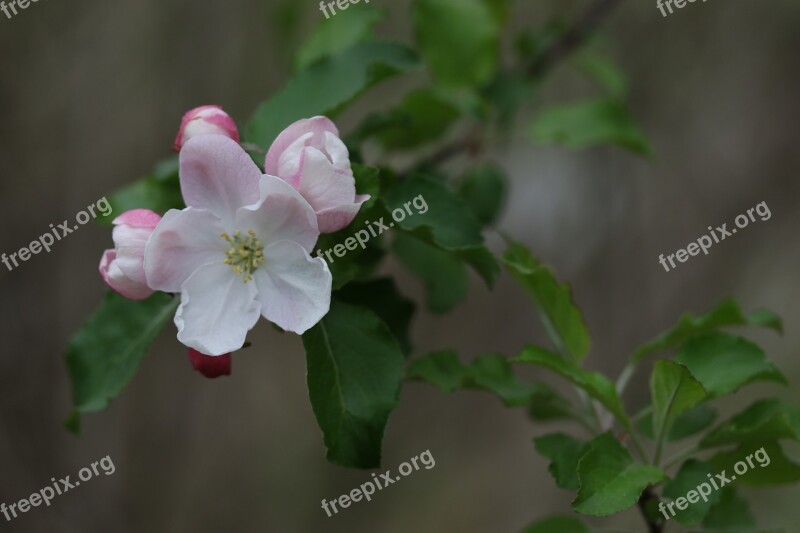 Flowers White Casey Tree Spring