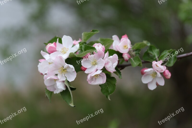 Flowers White Casey Tree Spring