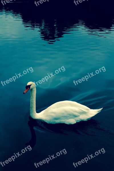 Swan Water Blue Waterfowl Nature