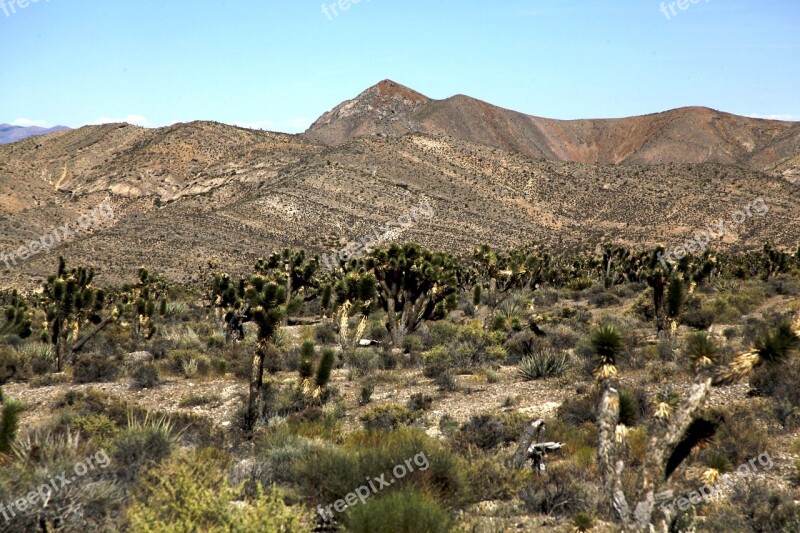 Desert Arid Cactus Mountain Dry