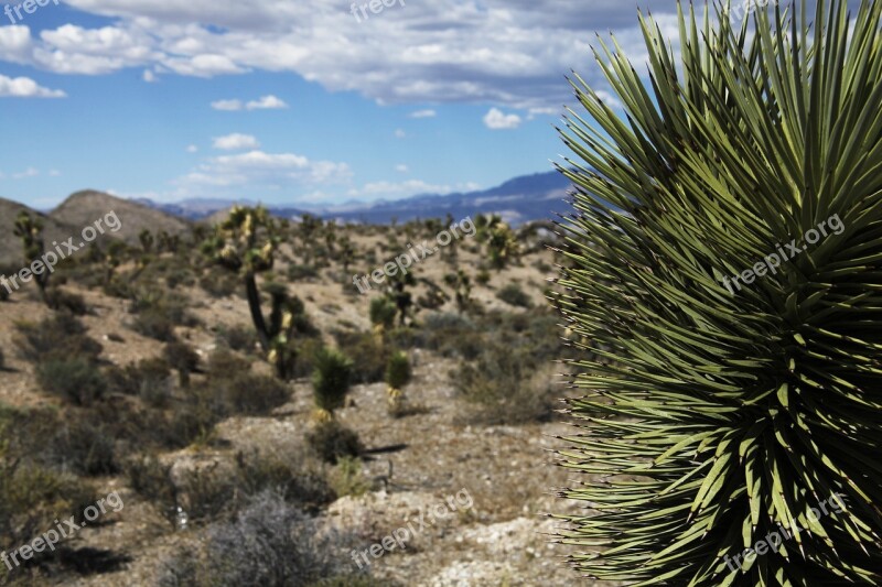 Desert Arid Cactus Dry Nevada Hot