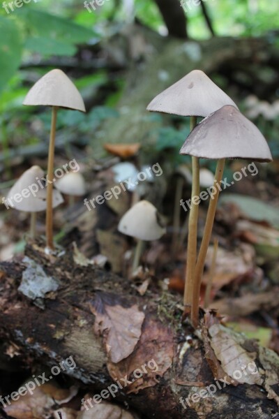 Mushrooms Forest Nature Mushroom Autumn