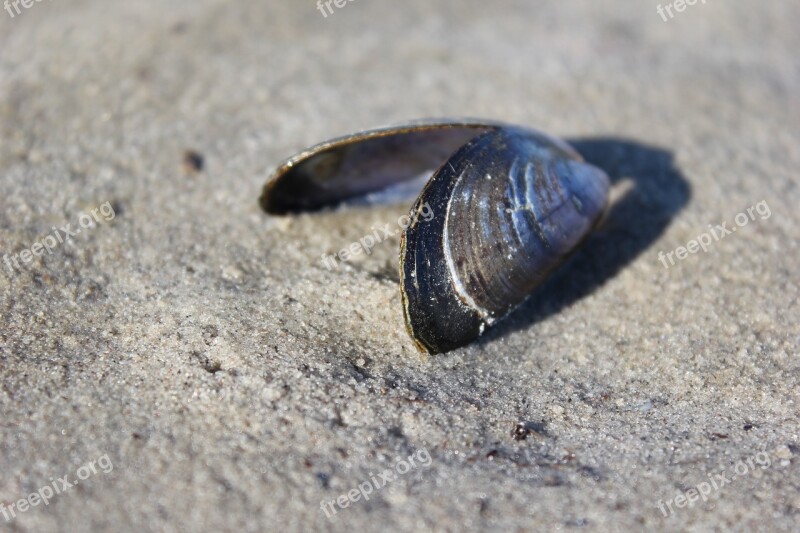 Shell Beach Sand Sea Free Photos