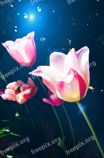 Tulips Fantasy Harmony Flowers Blue Light