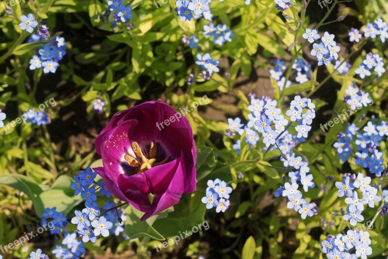 Flower Flowers Tulip Purple Blue