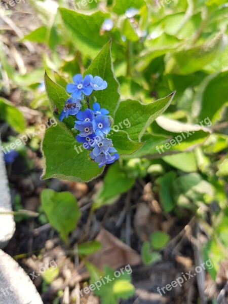 Flowers Blue Garden Spring Forget Me Nots