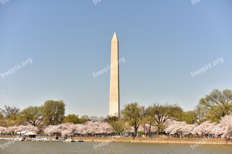 Cherry Blossom Washington Dc Spring United States Flowers