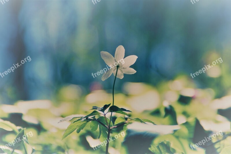 Forest Wood Anemone Forest Floor Spring Blossom