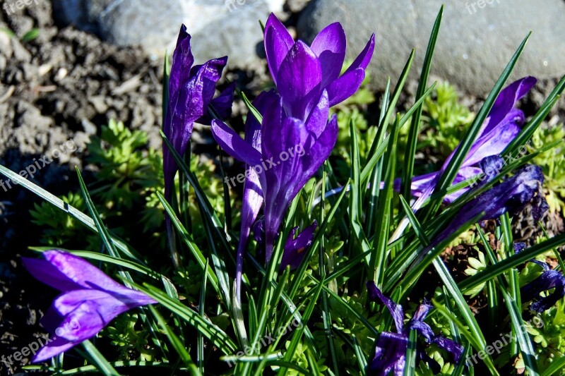 Crocus Plant Spring Nature Harbinger Of Spring