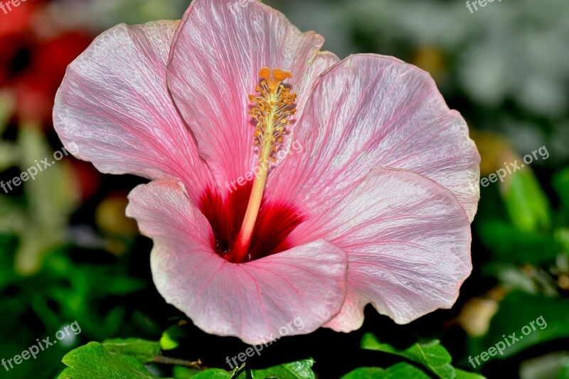 Hibiscus Flower Blossom Bloom Plant