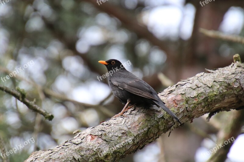 Merle Black Birds Perched Bird Songbird