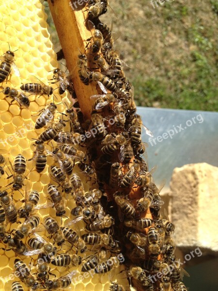 Bees Beekeeping Blossom Bloom Insect