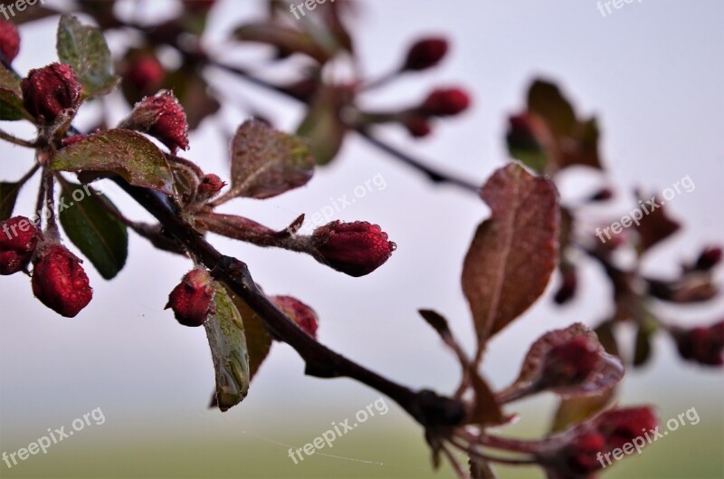 Dawn Dew Here Crab Apple Tree Flowers Flower Buds Nature