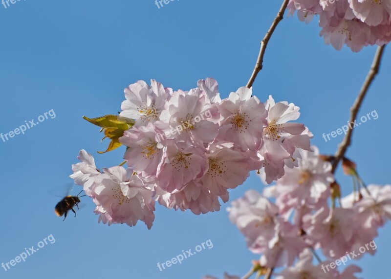 Cherry Blossom Blossom Bloom Tree Pink