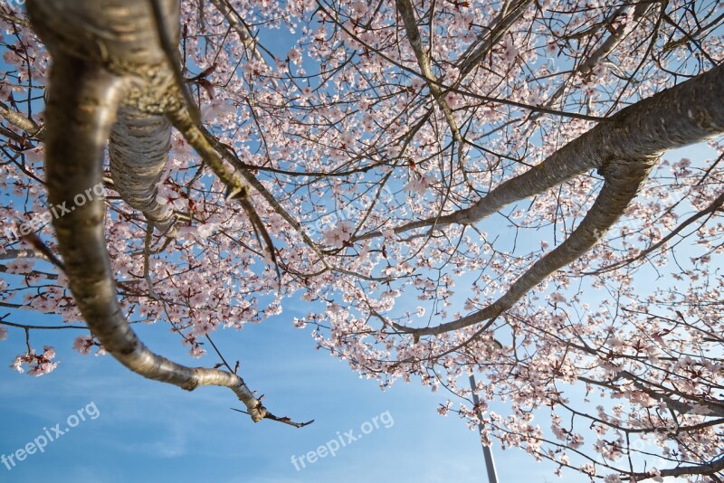 Cherry Blossom Blossom Bloom Tree Pink