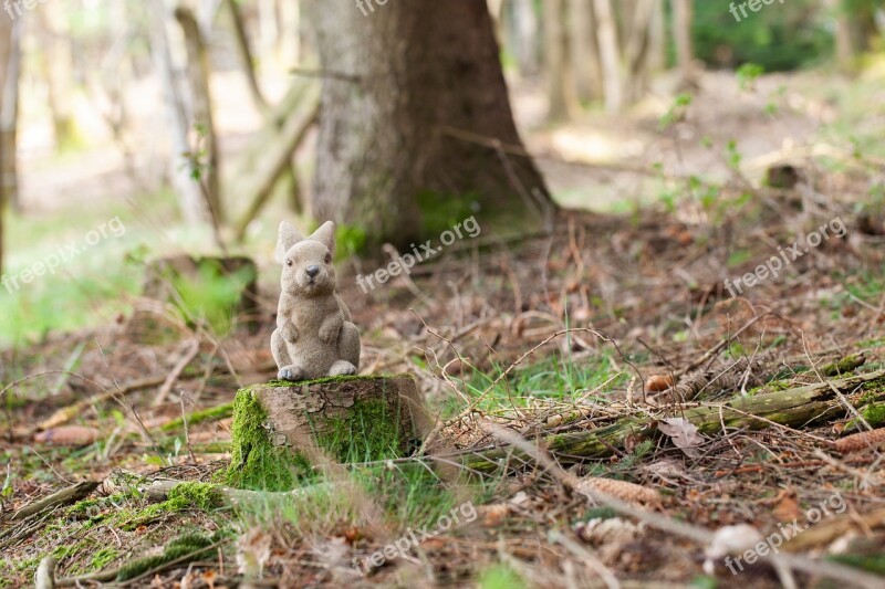 Small Cute Sweet Nature Hare