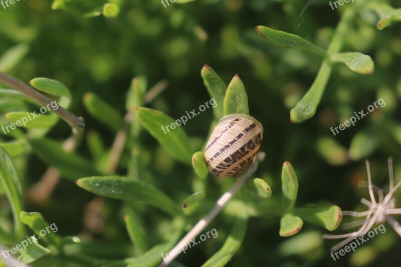 Snail Nature Spiral Slowly Animals