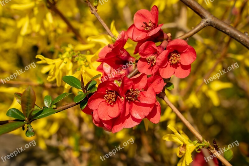 Bill Quince Quince Seasonal Bush Nature