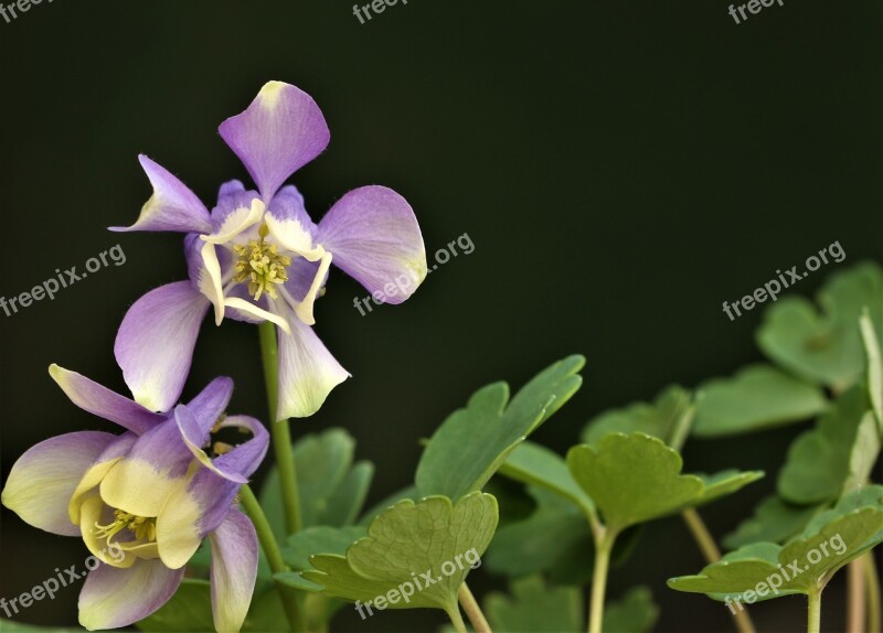 Purple Plant Blossom Bloom Stem