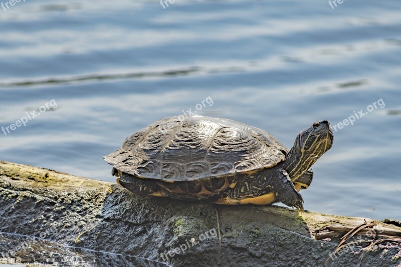 Turtle Water Nature Reptile Free Photos