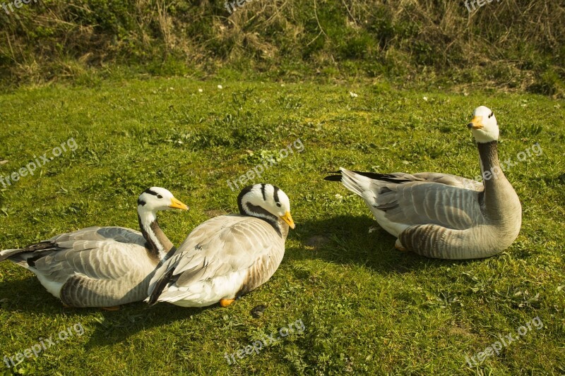 Wild Geese Bird World Nature Sea Animal World