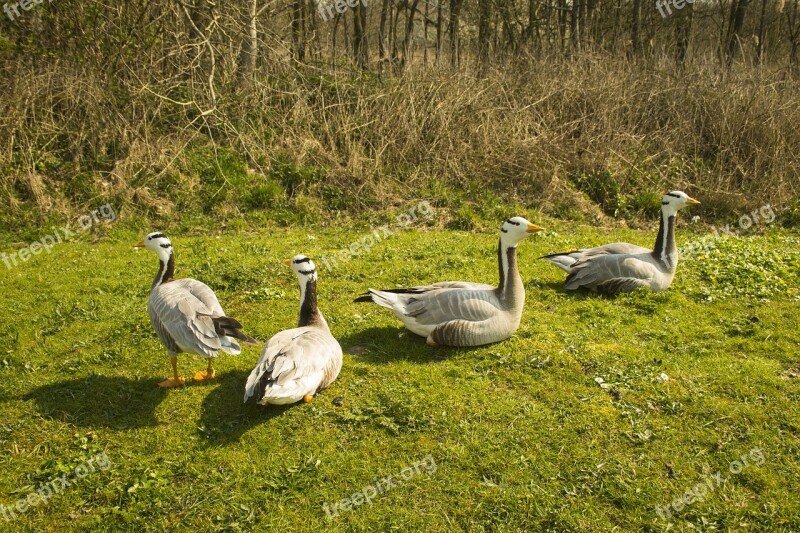 Geese Bird World Sea Animal World Feather