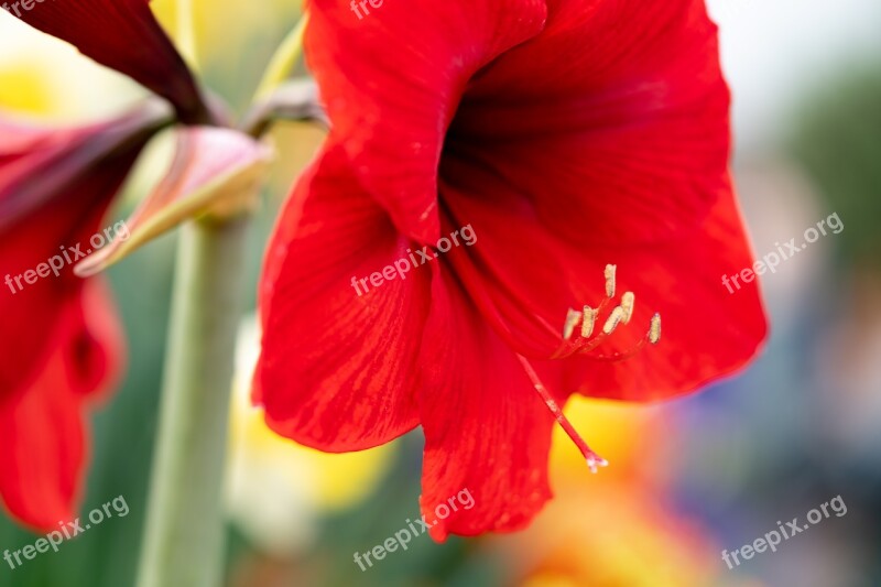 Amaryllis Flowers Macro Close Up Nature