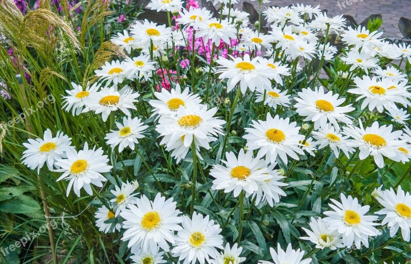 Daisies Flower Blossom Bloom Gartenstaude