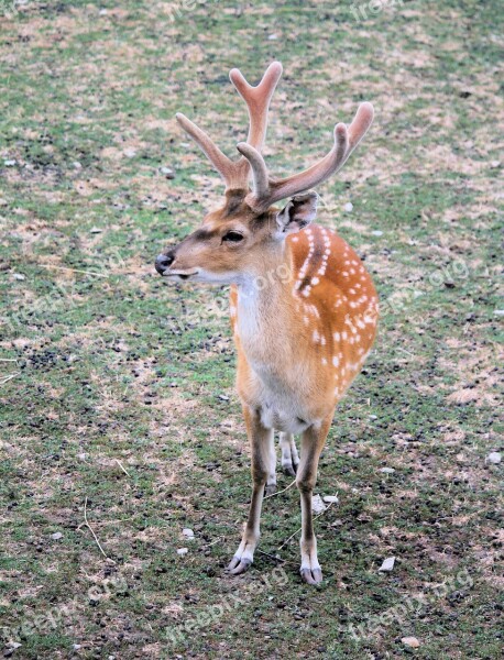 Hart Sika Male Animal Antlers