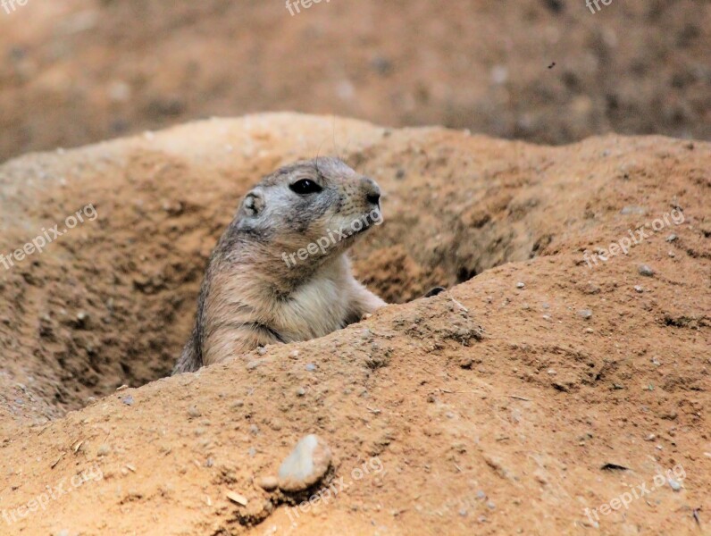 Prairie Dogs Prériový Rodent Animal Head