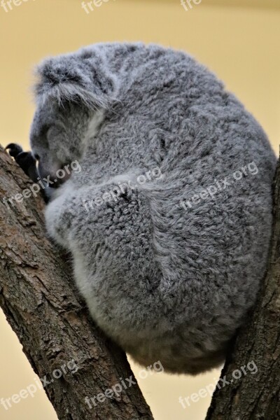 Koala Teddy Bear Australian Dormant Resting