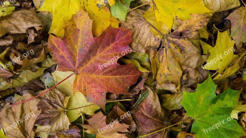 Autumn Leaf Leaf Tr Leaves Autumn