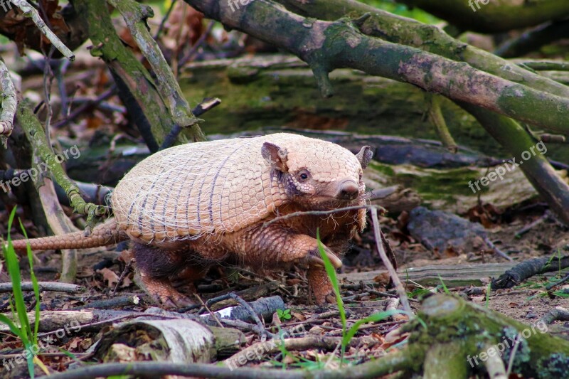 Armadillo Wild Animal Wildlife Armored