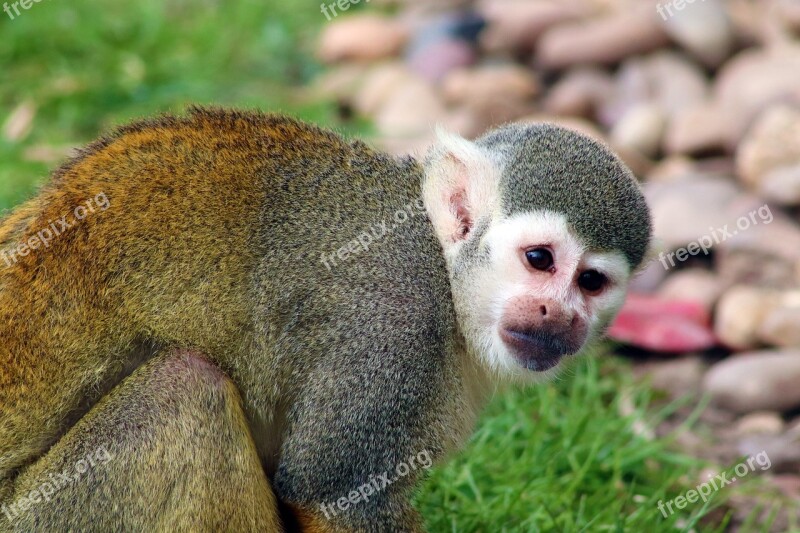 Monkey Squirrel Monkey Mammal Cute Primate