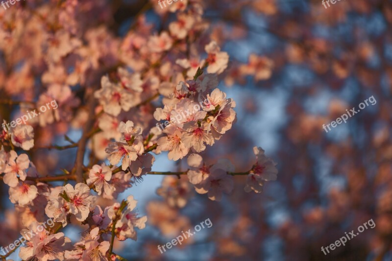 Almond Flowers Pink F Almond Blossom Spring