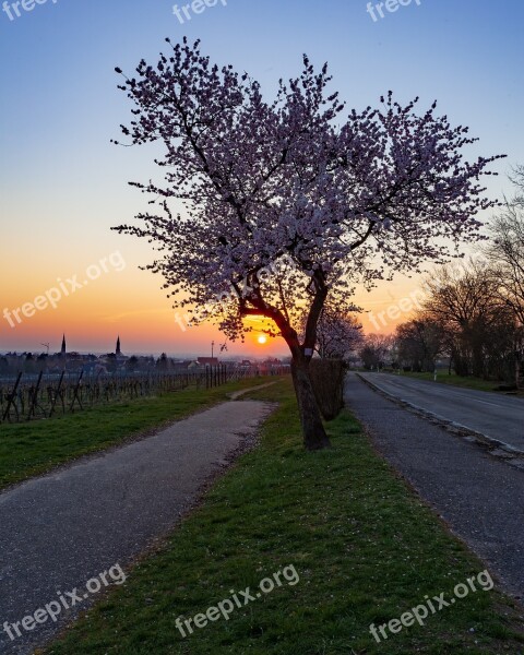 Sunrise Almonds Spring Pink Tree