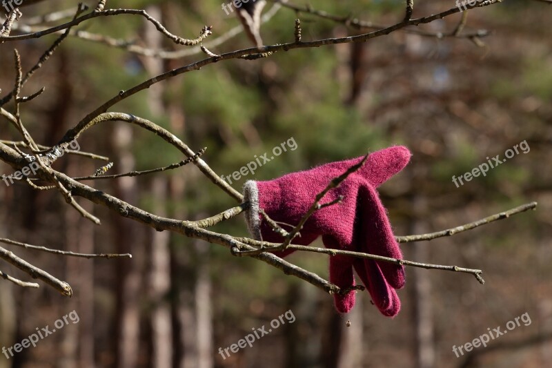 Nature Glove Tree Cold Plant