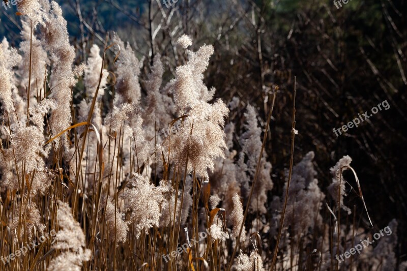 Grass Swamp Moor Nature Landscape