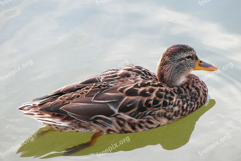 Duck Bird Plumage Crossword Birds