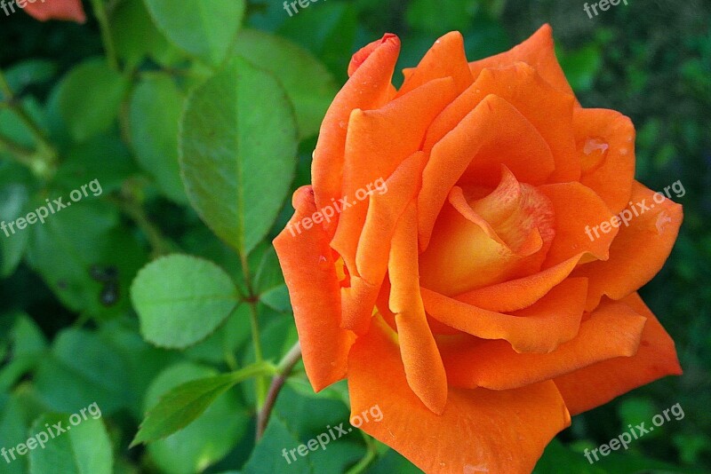 Rose Flower Orange Garden Noble