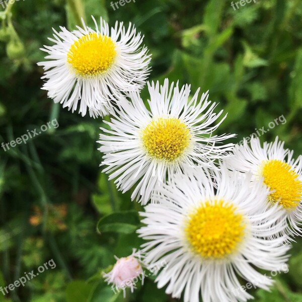 Weed Flowers Macro Spring Nature