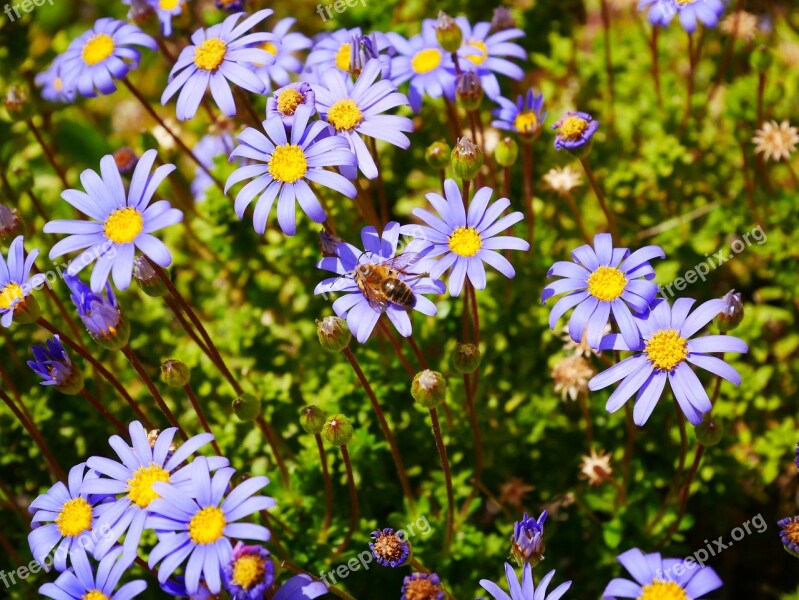 Flowers Purple Yellow Bee Nature