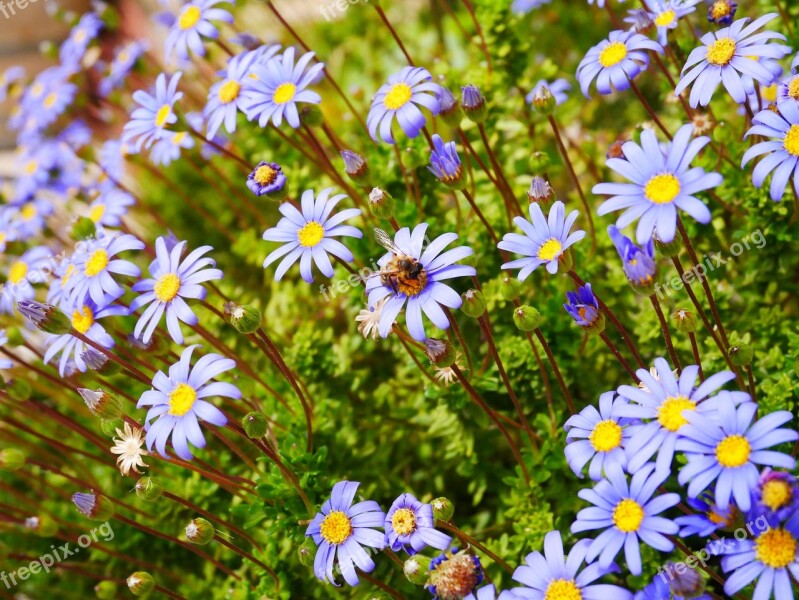 Flowers Purple Yellow Bee Nature