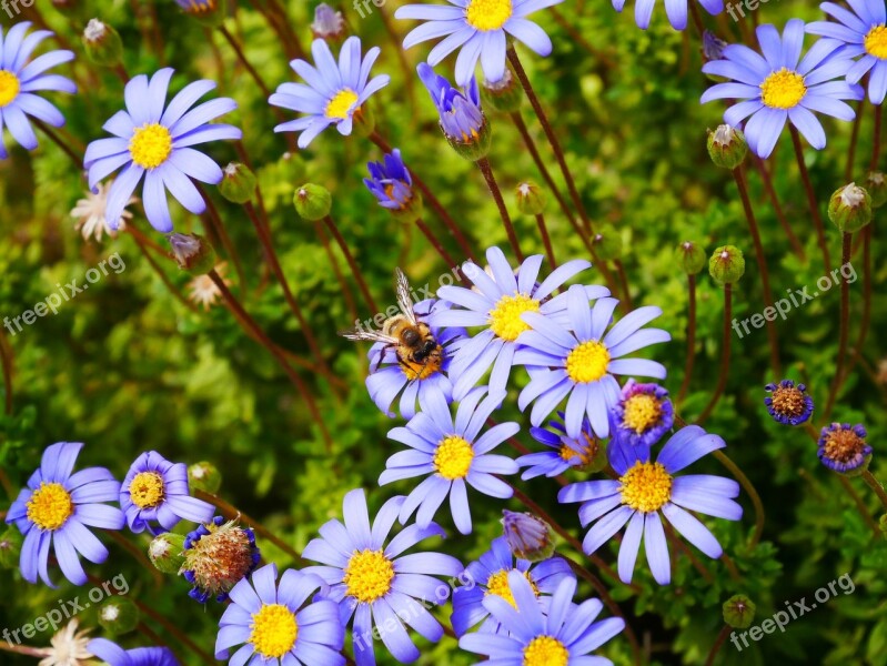 Flowers Purple Yellow Bee Nature