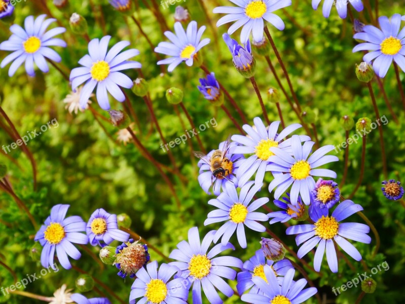 Flowers Purple Yellow Bee Nature