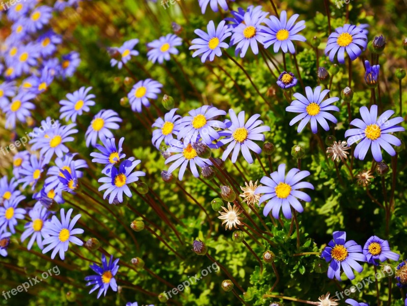 Flowers Purple Yellow Bee Nature