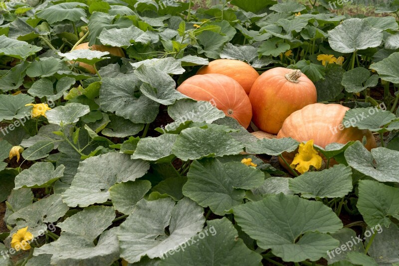 Harvest Farmer Fair Autumn Decorate