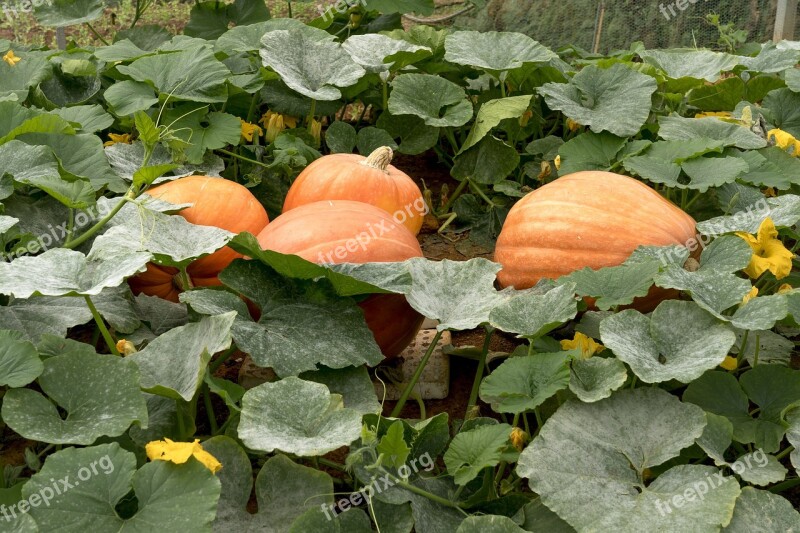 Harvest Farmer Fair Autumn Decorate