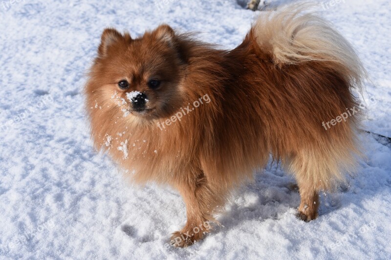 Spitz Dog Winter Snow Animals